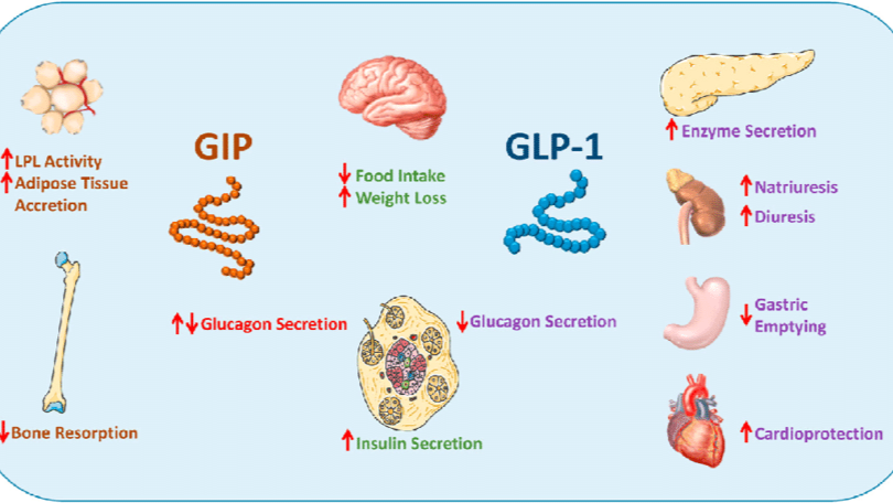GLP-1 y Péptidos: ¿Milagro para Adelgazar o Riesgo Real?