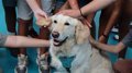 El Vínculo Canino y la Salud Mental: Cómo los Perros Ayudan a los Adolescentes a Gestionar el Estrés Social