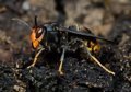 Expansión de Vectores y Especies Invasoras: Impacto Sanitario de Avispas, Garrapatas y Mosquitos