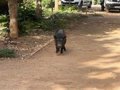 Presencia de Jabalíes en Zonas Urbanas: Riesgos Sanitarios y Qué Hacer Ante una Herida