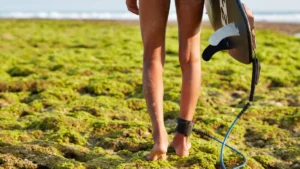 Beneficios de caminar sobre superficies irregulares como algas para la salud plantar y muscular