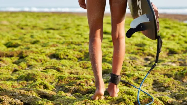Beneficios de caminar sobre superficies irregulares como algas para la salud plantar y muscular