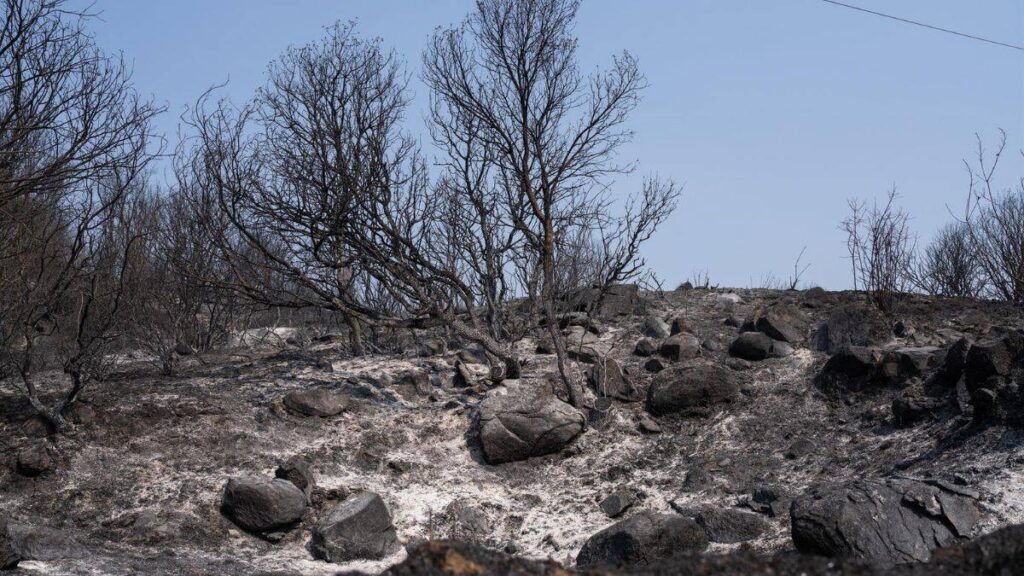 Atención Psicológica en Emergencias: El Impacto de los Incendios Forestales y el Rol del Soporte Clínico