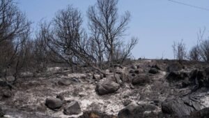 Atención Psicológica en Emergencias: El Impacto de los Incendios Forestales y el Rol del Soporte Clínico