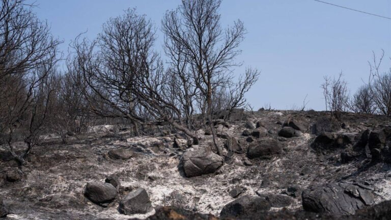 Atención Psicológica en Emergencias: El Impacto de los Incendios Forestales y el Rol del Soporte Clínico