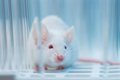 Estructuras Linfáticas en el Cráneo: Nueva Esperanza y Primera Línea de Defensa Contra el Cáncer Cerebral