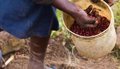 El Crecimiento del Cultivo de Tabaco en África: Alerta Sanitaria de la OMS y su Impacto Global