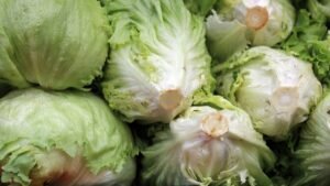 Brote de Infección Alimentaria por Lechuga Iceberg en EE. UU.: Análisis Clínico y Seguridad Sanitaria