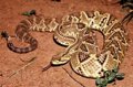Impacto Real de las Mordeduras de Serpiente: Nuevas Perspectivas Epidemiológicas y Prevención Clínica