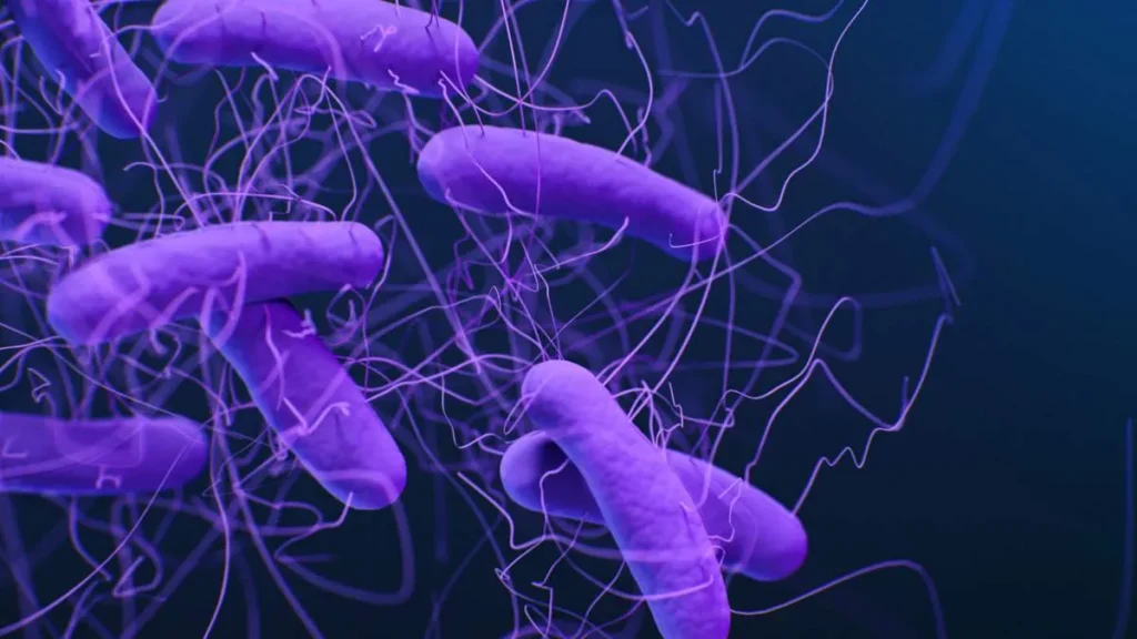 Eje Intestino-Músculo: Clave para la Fuerza en la Vejez