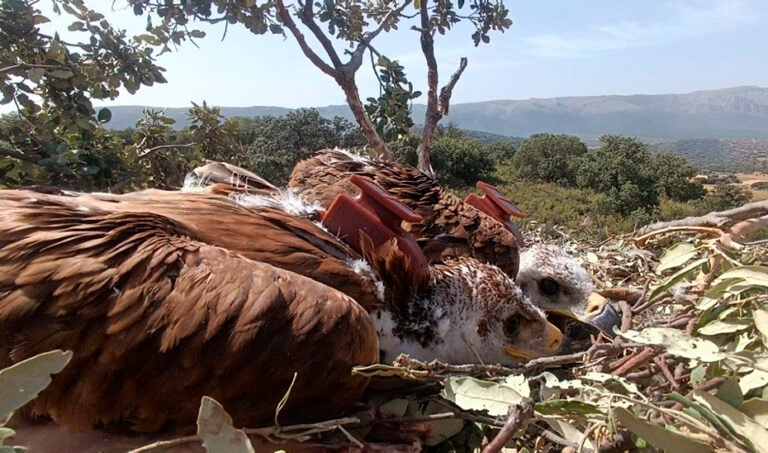 Vigilancia Epidemiológica y Virus del Nilo: El Rol Centinela del Águila Imperial Ibérica