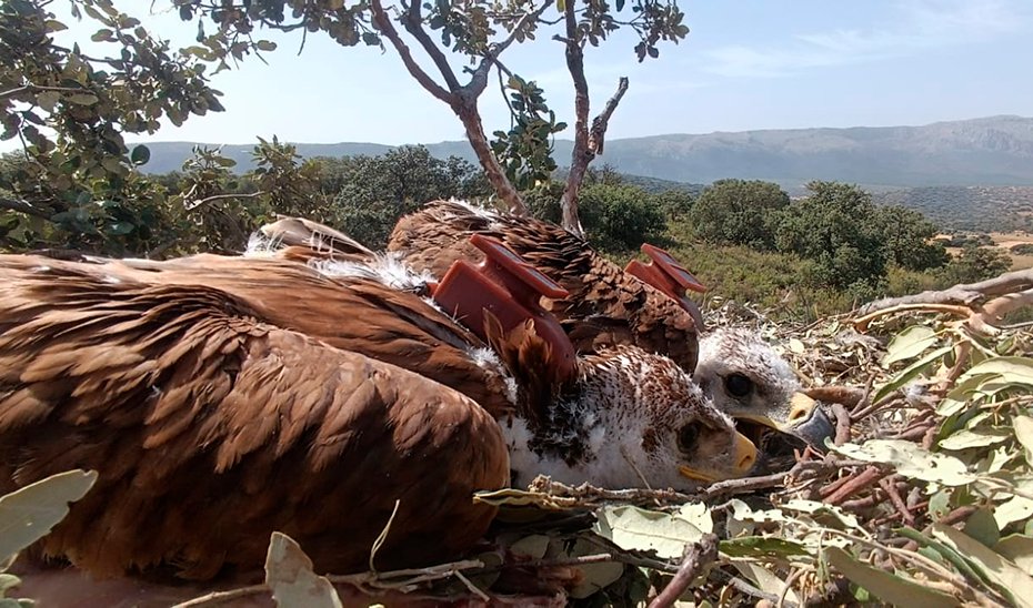 Vigilancia Epidemiológica y Virus del Nilo: El Rol Centinela del Águila Imperial Ibérica
