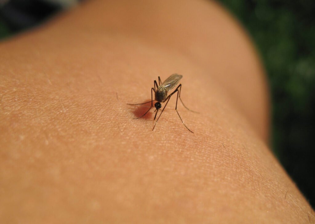 Virus del Nilo Occidental: Alerta Sanitaria, Vigilancia Epidemiológica y Medidas de Prevención