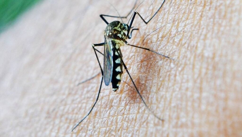 Fiebre del Nilo Occidental: Avances en Vigilancia Epidemiológica y Equipamiento Sanitario