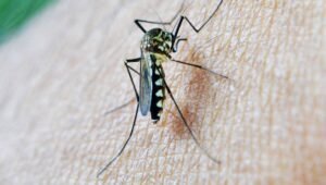 Fiebre del Nilo Occidental: Avances en Vigilancia Epidemiológica y Equipamiento Sanitario