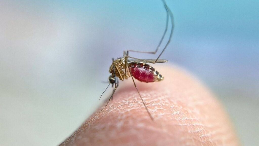 Virus del Nilo Occidental: Análisis Clínico, Impacto en Pacientes Vulnerables y Avances en Equipamiento Sanitario
