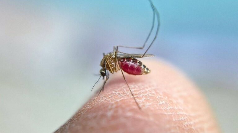 Virus del Nilo Occidental: Análisis Clínico, Impacto en Pacientes Vulnerables y Avances en Equipamiento Sanitario