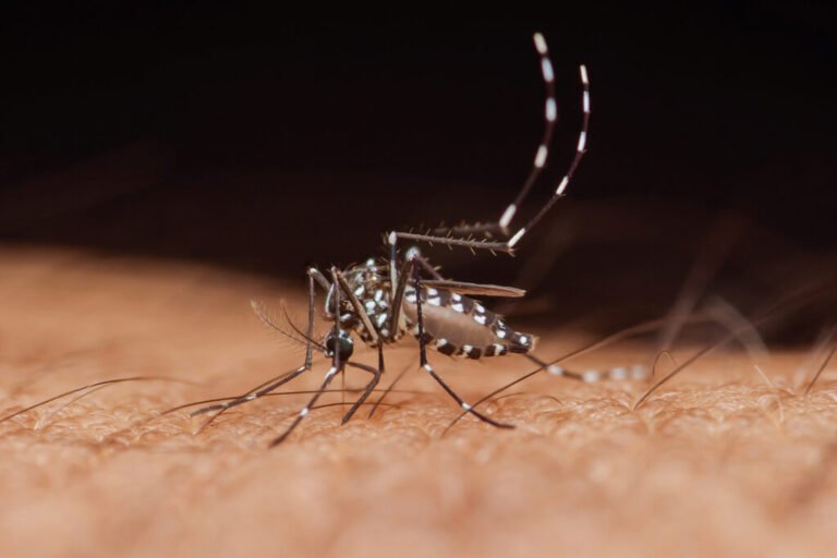 El Virus del Nilo Occidental se Afianza como Patógeno Endémico: Desafíos Clínicos y de Salud Pública