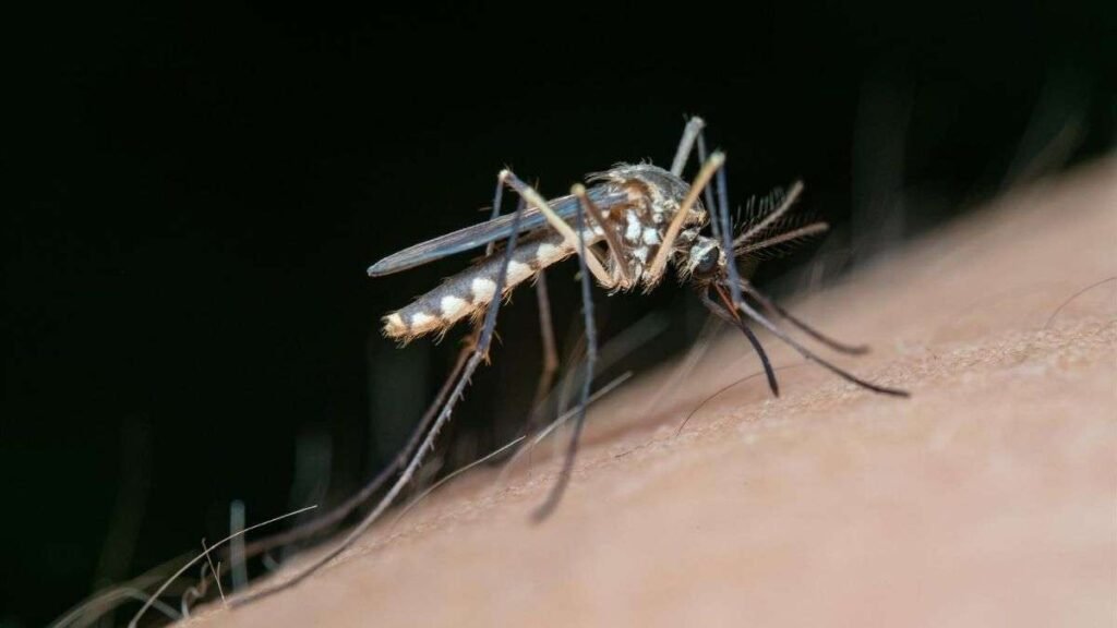 Fiebre del Nilo Occidental en 2026: Análisis Clínico, Vigilancia Epidemiológica y el Rol del Equipamiento Sanitario