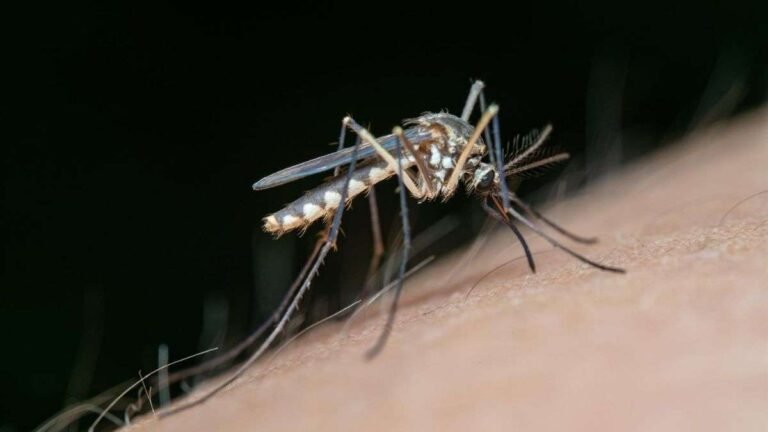 Fiebre del Nilo Occidental en 2026: Análisis Clínico, Vigilancia Epidemiológica y el Rol del Equipamiento Sanitario