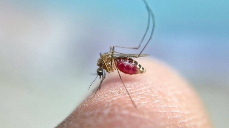 Fiebre del Nilo Occidental: Análisis Clínico, Vigilancia Epidemiológica y Avances en Insumos Sanitarios
