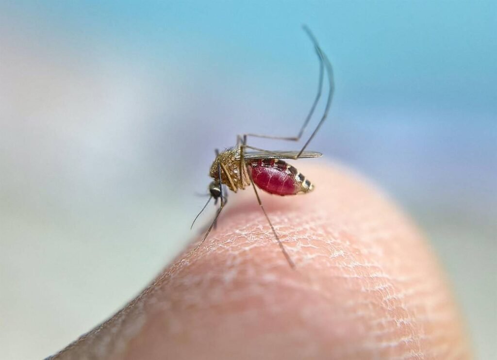 Virus del Nilo Occidental: Alerta Sanitaria, Casos Clínicos y Avances en Prevención