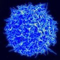 Descubren Célula del Sistema Inmune que se Acumula con la Edad y Favorece la Inflamación Crónica
