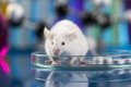 Nanopartículas innovadoras inducen la regeneración neuronal en modelos de Alzheimer