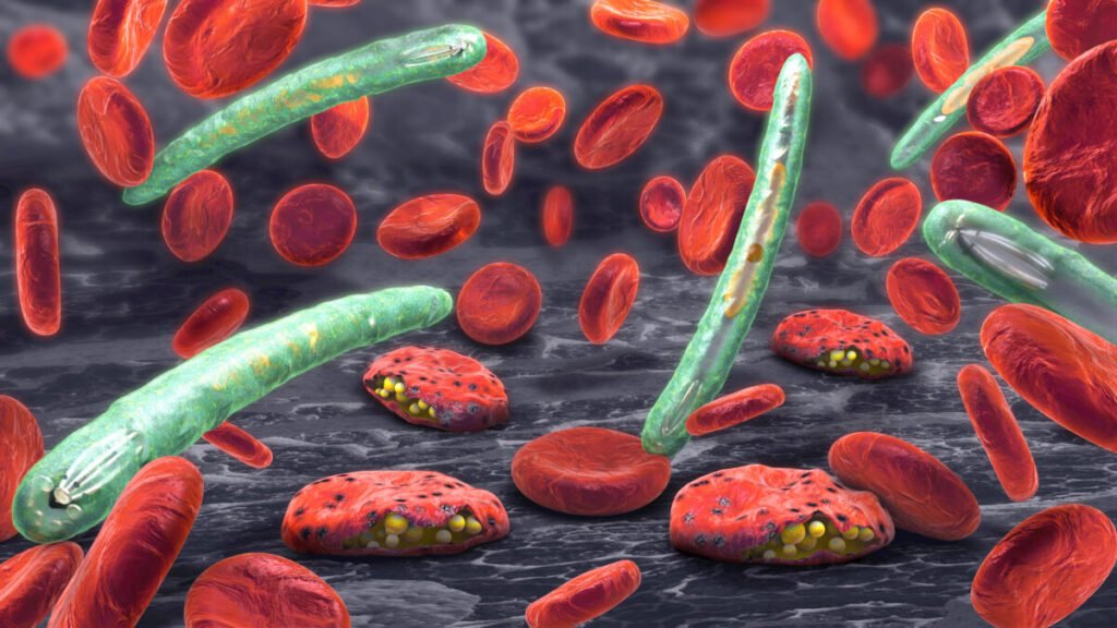 El Estrés Celular Activa la Maquinaria de Transmisión del Parásito de la Malaria: Nuevos Hallazgos Moleculares