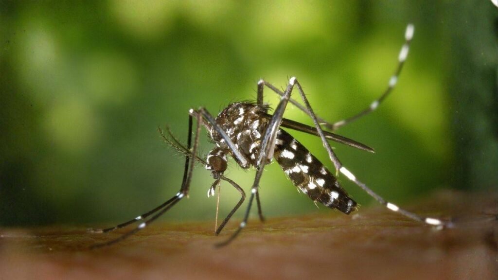 Ilustración médica de un mosquito tigre sobre fondo clínico y natural, representando el impacto del cambio climático en la salud.