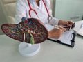 Cáncer de Hígado: La Exigencia de Equidad, Investigación y Acceso a Nuevos Tratamientos en la Salud Pública