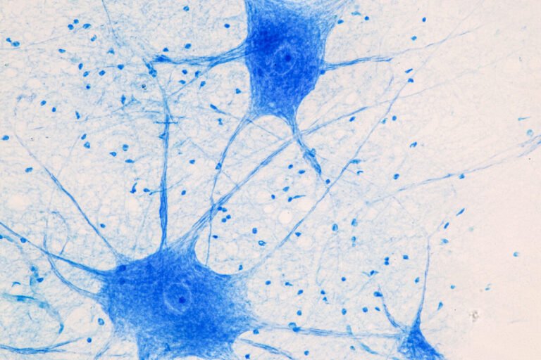 ¿Qué es la optogenética y para qué sirve? La revolución del Nobel de Medicina