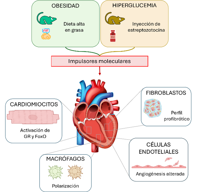 Cómo la Obesidad Activa un Mecanismo Celular que Altera la Relajación del Corazón